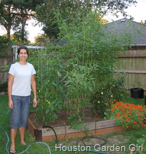 Houston Garden Girl: Everything’s Bigger in Texas including Tomato Cages